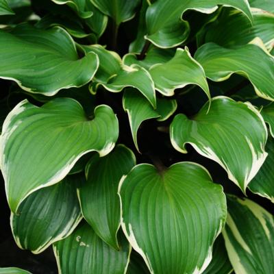 Hosta 'Secret Treasure'